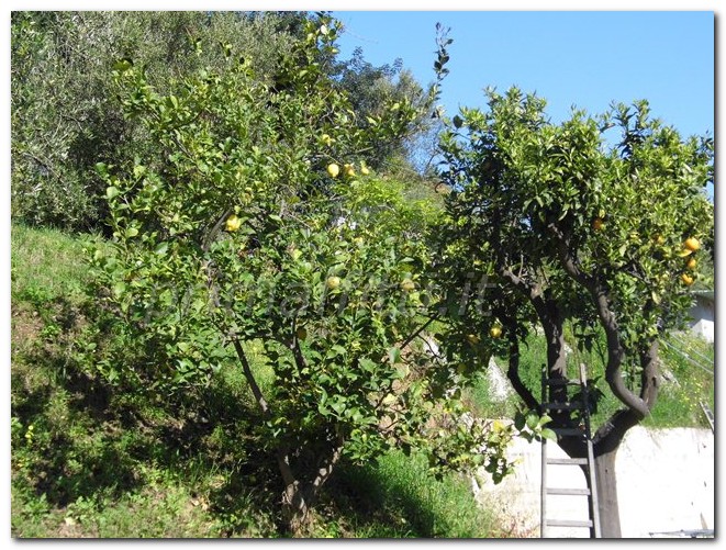 vendo, piraino (me) - vendesi terreno agricolo di 2.200 mq